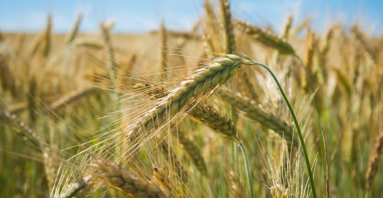 Photo de « Il faut rebâtir des liens entre la politique sociale alimentaire et l’agriculture à l’échelle européenne »