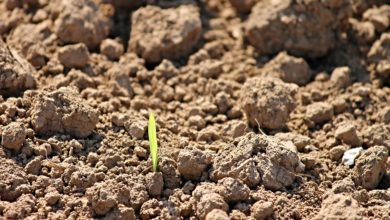 Photo of To what extent can agricultural land policies be euro-compatible?