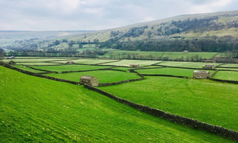 Photo de La politique agricole anglaise : où en est-on depuis le Brexit ?