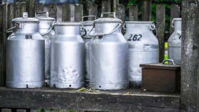 Image de bidons de lait posés