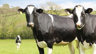 Photo de Faire évoluer la loi Egalim pour mieux l’appliquer dans la Filière Lait