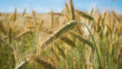 Photo de « Il faut rebâtir des liens entre la politique sociale alimentaire et l’agriculture à l’échelle européenne »