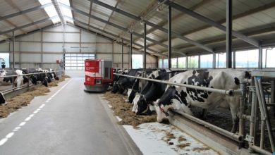 Vache laitière en stabulation avec robot