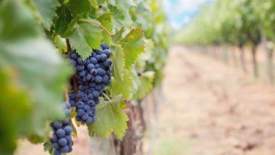 Photo of Wine, success story or exception to the deregulation of the Common Agricultural Policy ?