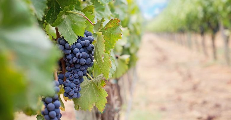 Photo of Wine, success story or exception to the deregulation of the Common Agricultural Policy ?