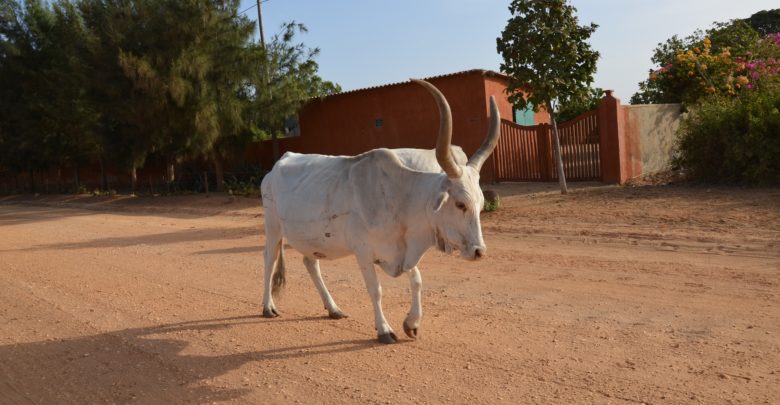 Photo de Quelles politiques commerciales pour la promotion de la filière « lait local » en Afrique de l’Ouest ?