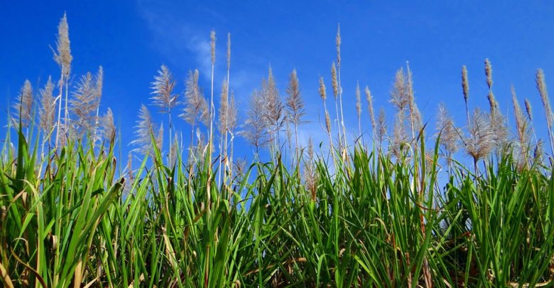 Photo de Au Brésil, les agroénergies sont un outil de régulation et de soutien à l’agriculture… depuis la fin du XIXème siècle !