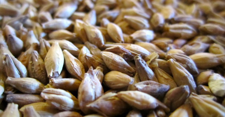 Photo of China’s anti-dumping investigation against Australian barley exports: a boomerang effect?