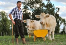 Photo of No sustainable food without men or cows