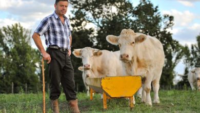 Photo de Pas d’alimentation durable sans hommes ni vaches
