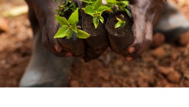 Photo de Rapport du groupe de travail sur l’Afrique rurale : l’agriculture un secteur clé face au défi démographique africain