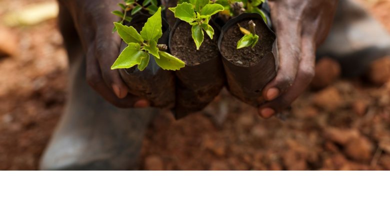 Photo de Rapport du groupe de travail sur l’Afrique rurale : l’agriculture un secteur clé face au défi démographique africain