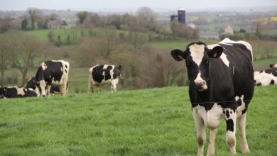 Photo de Covid-19 et réduction de la production de lait proposée par la CNIEL : qu’en penser ?