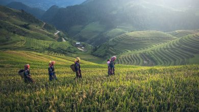 Photo de La gestion de la sécurité alimentaire en Chine