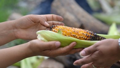 Photo de Aide alimentaire : aux Etats-Unis, un budget 150 fois plus important qu’en Europe