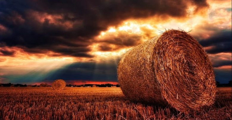 Photo de Sécheresse, partie 3/3 : Les assurances récoltes : un dispositif qui nécessite d’être révisé pour faire vraiment partie de la réponse