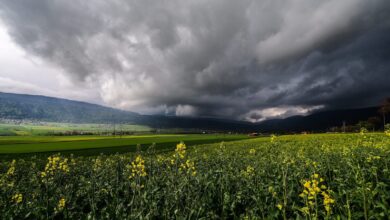 Photo de Colza : conséquences agronomiques et économiques de la fin d’un système