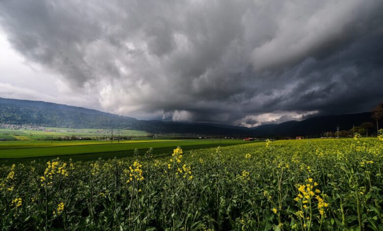 Photo de Colza : conséquences agronomiques et économiques de la fin d’un système
