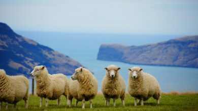 Photo de Fit for a better world : le Green Deal façon Nouvelle-Zélande pour conserver ses marchés