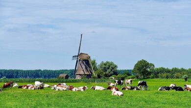 Photo de Les plans du Royaume-Uni, de l’Allemagne et des Pays-Bas en faveur de l’environnement : un virage dangereux pour l’avenir la PAC