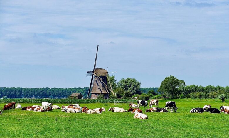 Photo de Les plans du Royaume-Uni, de l’Allemagne et des Pays-Bas en faveur de l’environnement : un virage dangereux pour l’avenir la PAC