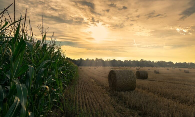 Photo de Protéger le chiffre d’affaires des agriculteurs : une priorité américaine