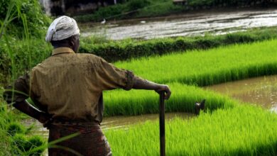 Photo de Riz : pas de pénurie pour la France, mais des inquiétudes pour la sécurité alimentaire mondiale