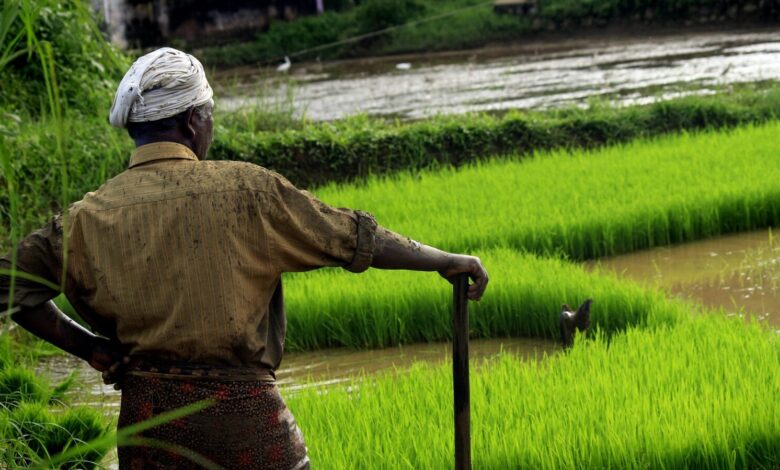 Photo de Riz : pas de pénurie pour la France, mais des inquiétudes pour la sécurité alimentaire mondiale