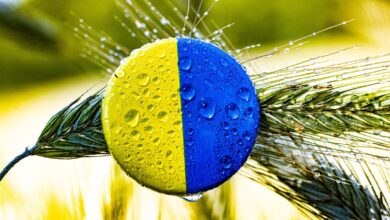 Photo de L’impact de la situation en Ukraine sur le secteur agricole local et mondial Partie 1