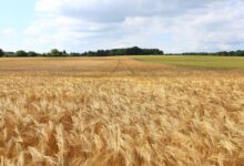 Photo de Perte de compétitivité de la ferme France : la faute à la politique de montée en gamme ?