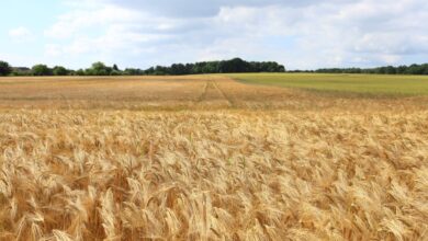 Photo de Perte de compétitivité de la ferme France : la faute à la politique de montée en gamme ?