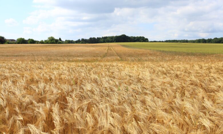 Photo de Perte de compétitivité de la ferme France : la faute à la politique de montée en gamme ?