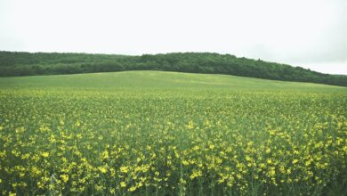 Photo de Zones intermédiaires : quelles solutions pour des fermes pérennes ?