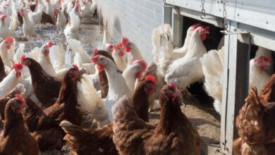 Photo de Le point sur l’épizootie d’influenza aviaire