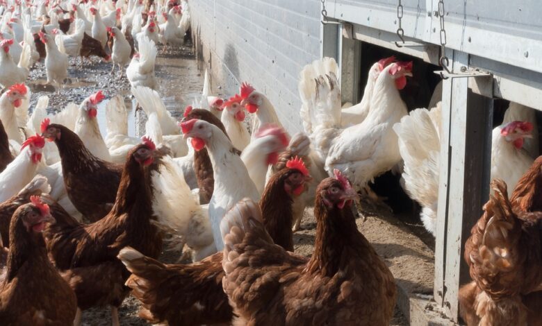 Photo de Le point sur l’épizootie d’influenza aviaire