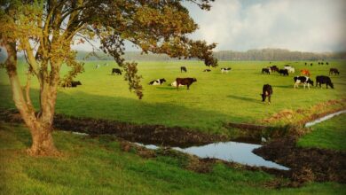 Photo de Crise de l’azote aux Pays Bas : le tournant vers une agriculture « nature inclusive »