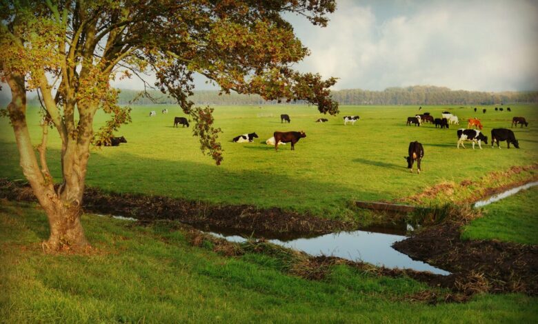 Photo de Crise de l’azote aux Pays Bas : le tournant vers une agriculture « nature inclusive »