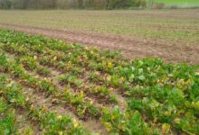 Photo de Fin des semences enrobées aux néonicotinoïdes pour la betterave : quelles conséquences, quelles alternatives ?