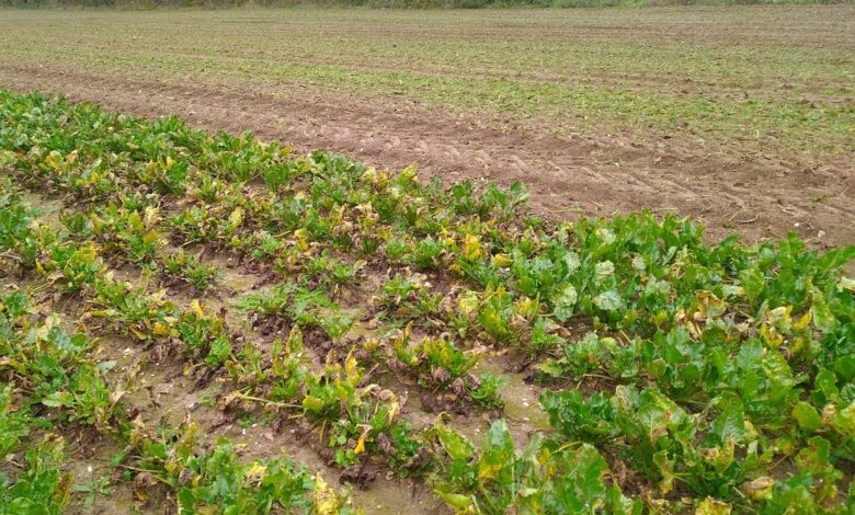 Photo de Fin des semences enrobées aux néonicotinoïdes pour la betterave : quelles conséquences, quelles alternatives ?
