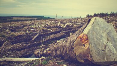 Photo de Déforestation importée/taxe carbone: quels impacts pour l’agriculture européenne?