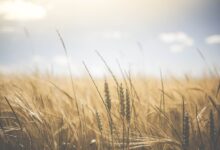 Photo de Souveraineté alimentaire : un éclairage par les indicateurs de bilan