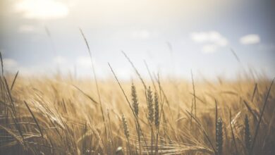 Photo de Souveraineté alimentaire : un éclairage par les indicateurs de bilan