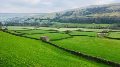 Photo de La politique agricole anglaise : où en est-on depuis le Brexit ?