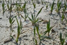 Photo de Quelles réponses politiques face aux événements climatiques extrêmes ?