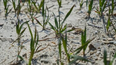 Photo de Quelles réponses politiques face aux événements climatiques extrêmes ?