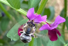 Photo de Loi sur la restauration de la nature, quels impacts pour les agriculteurs ?