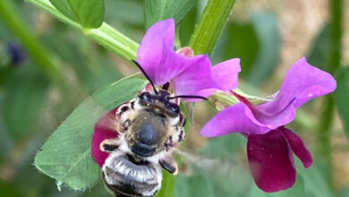 Photo de Loi sur la restauration de la nature, quels impacts pour les agriculteurs ?