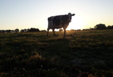 Photo de LAIT : comment caractériser, anticiper et gérer les crises ?