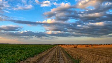 Photo of European food sovereignty: what do the numbers say?