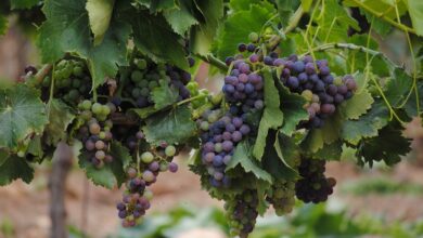 Photo de La viticulture française en zone de turbulences, le point de vue de Joël Boueilh